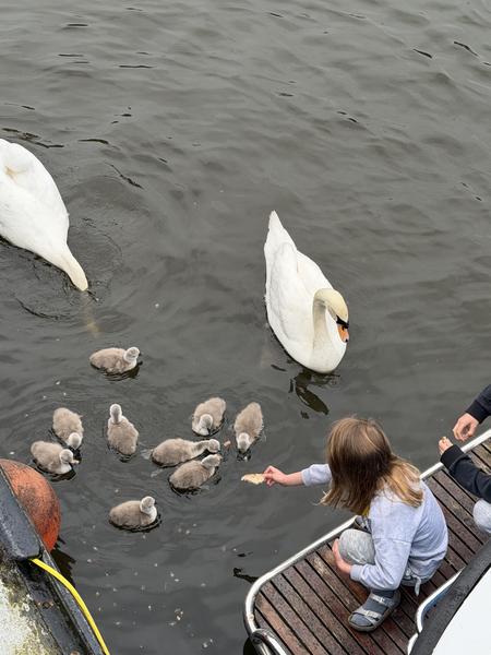 A child on a boat is gently feeding a group of cygnets and their parents in the water